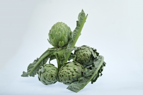 Artichoke - FIMAGRI OP